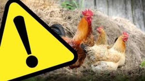 obrazek Ptasia grypa wiecej